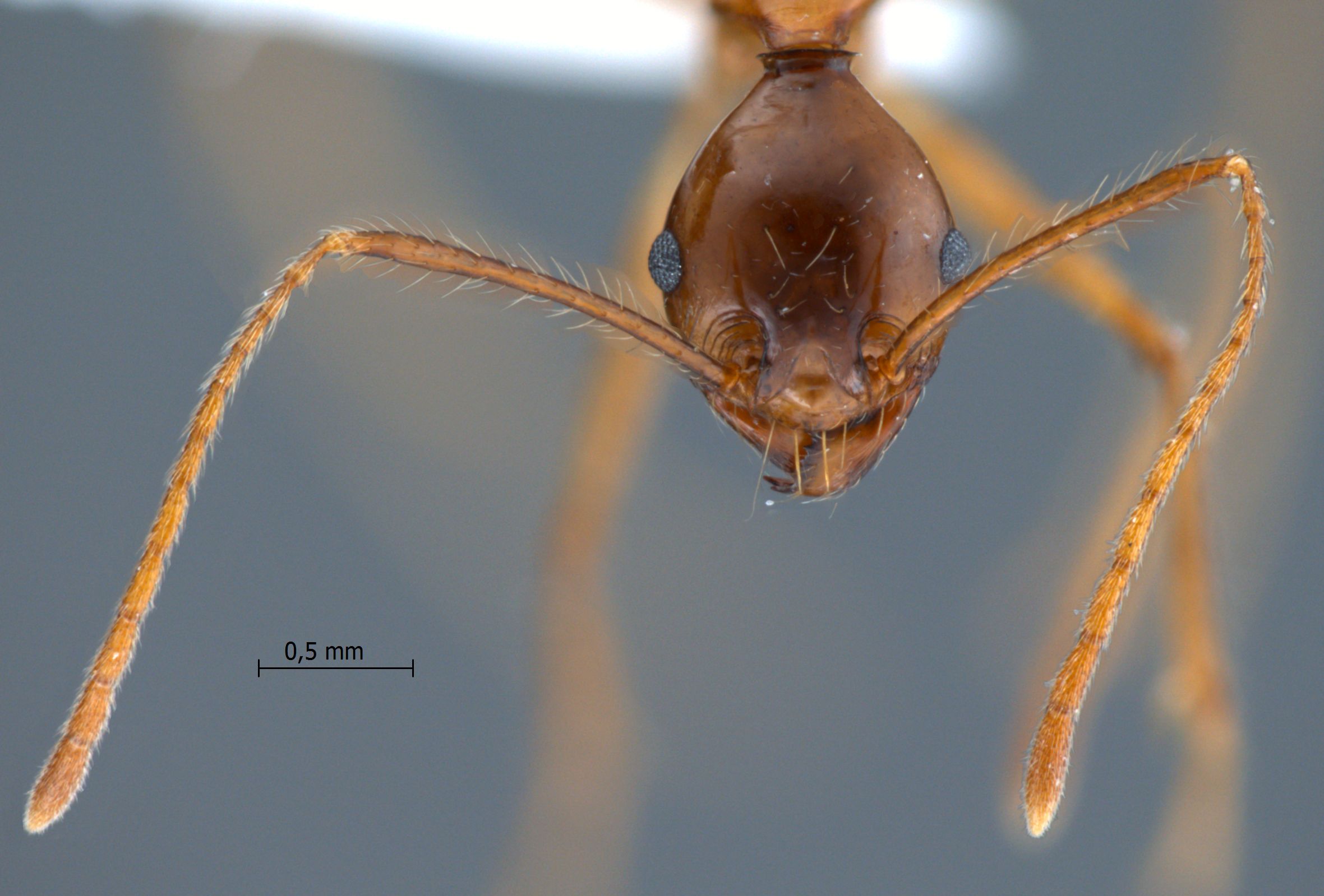 Pheidole montana Eguchi, 1999 frontal