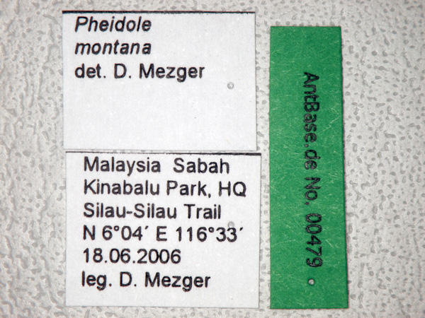 Pheidole montana Eguchi, 1999 Label