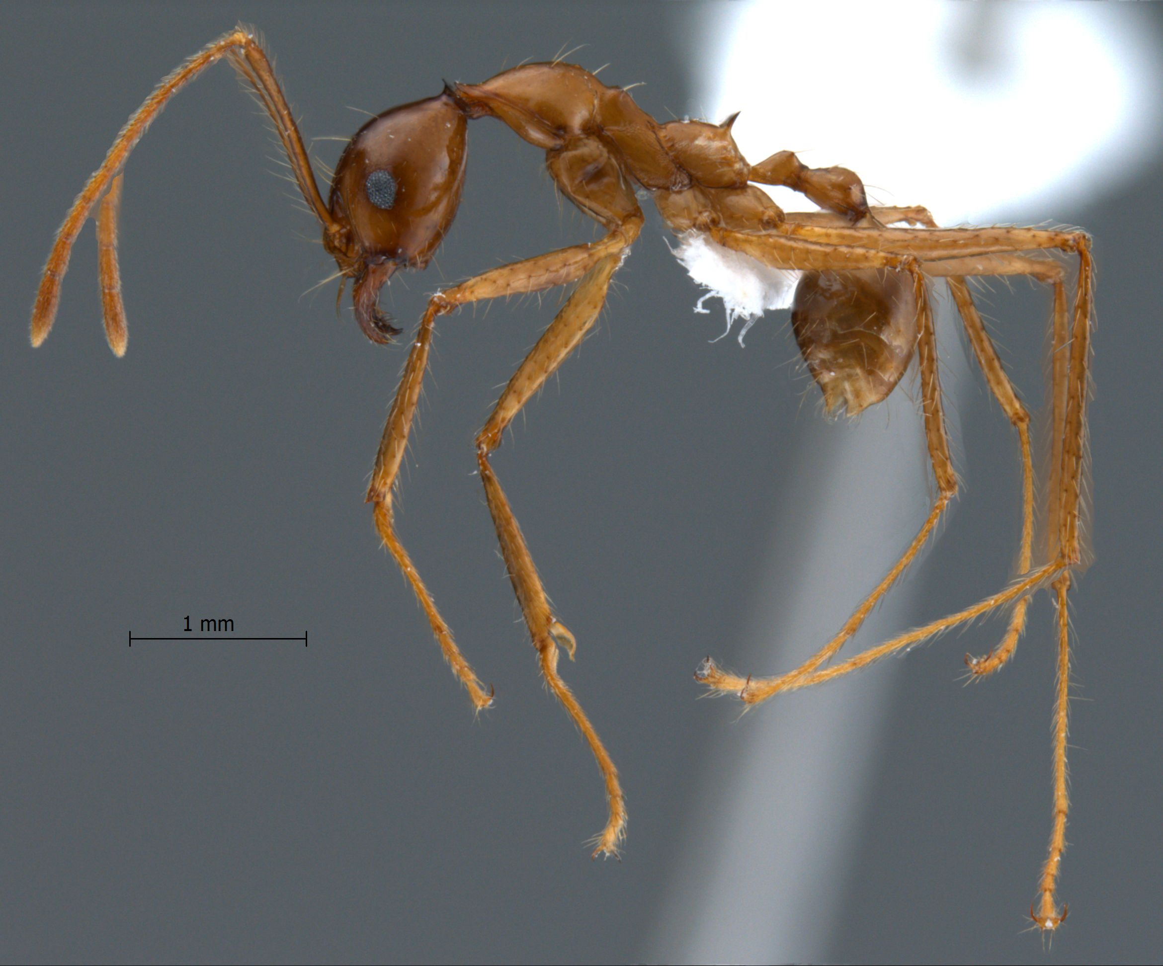 Pheidole montana Eguchi, 1999 lateral