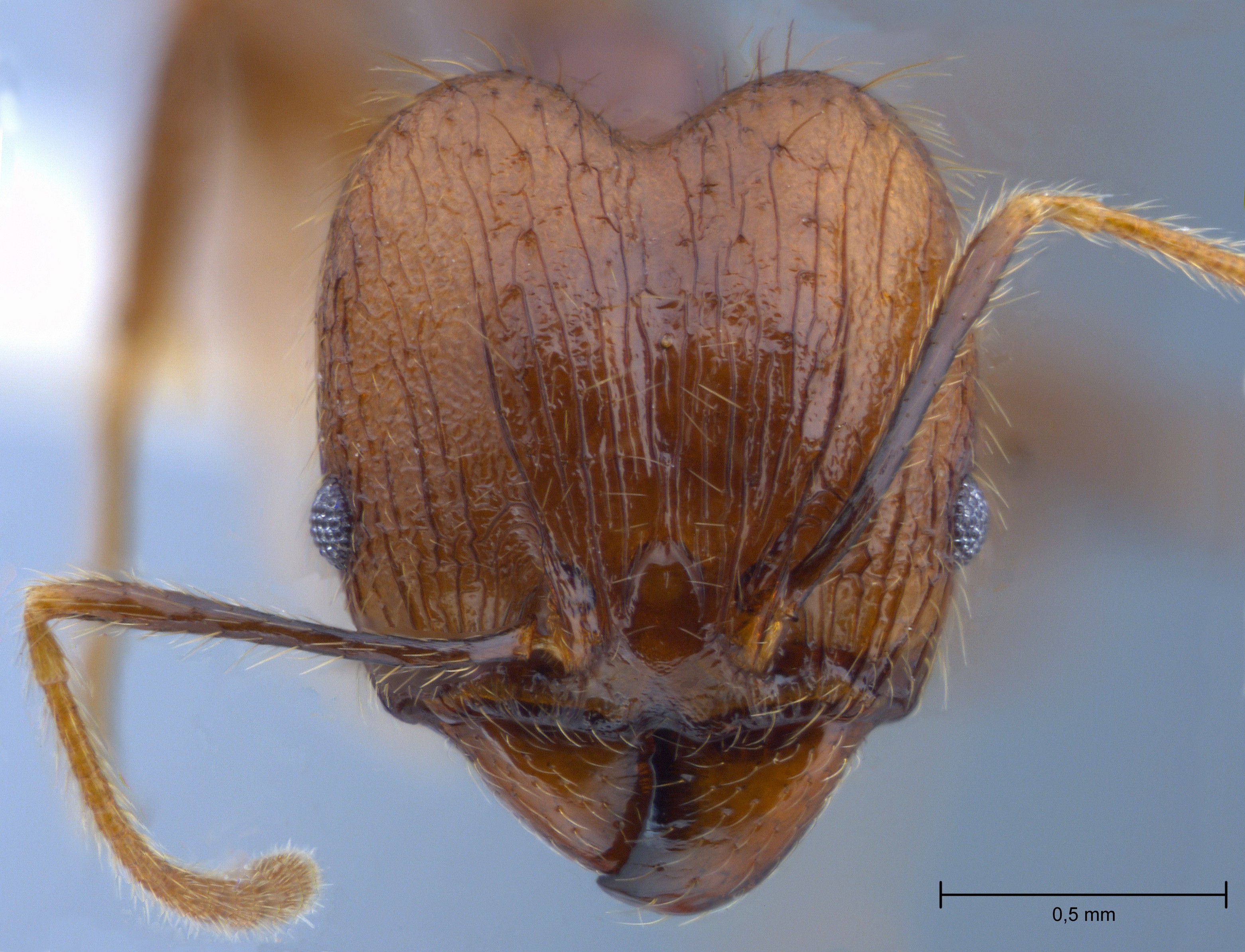 Pheidole orophila Eguchi, 2001 frontal