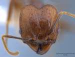 Pheidole orophila Eguchi, 2001 frontal