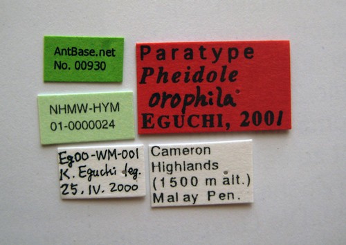 Pheidole orophila Eguchi, 2001 Label