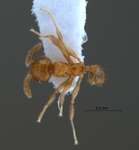 Pheidole planidorsum Eguchi, 2001 dorsal