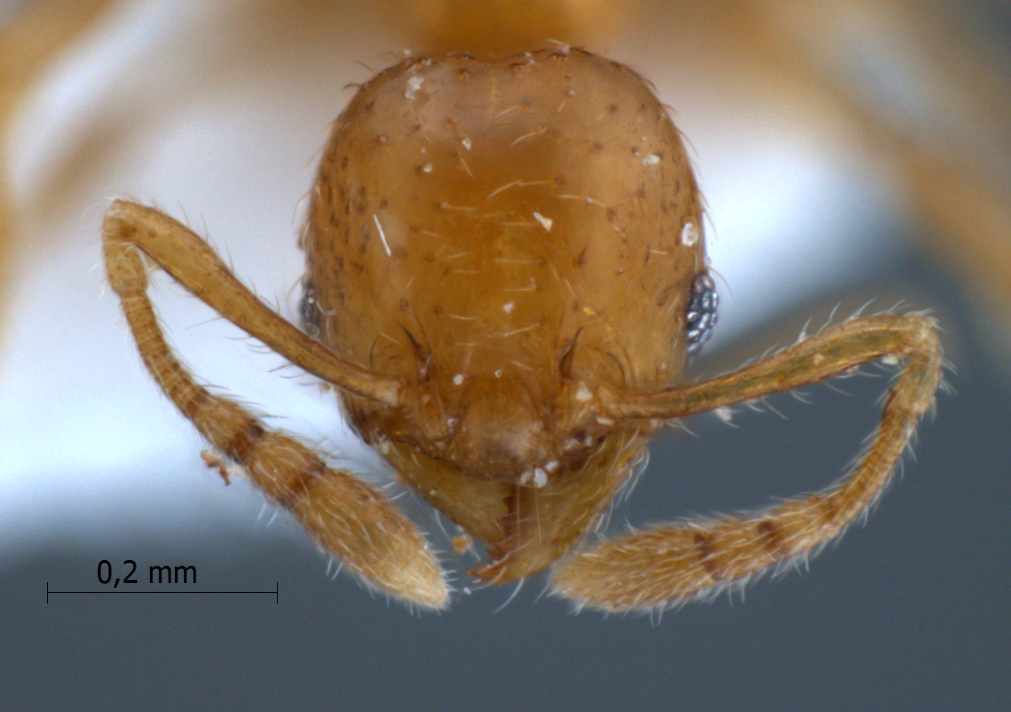 Pheidole planidorsum Eguchi, 2001 frontal