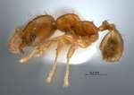 Pheidole planidorsum Eguchi, 2001 lateral