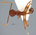 Pheidole quadrensis Forel,1900 dorsal