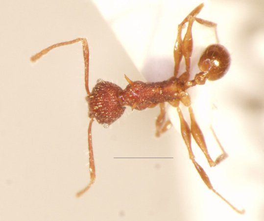 Pheidole quadrensis Forel,1900 dorsal