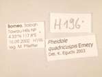 Pheidole quadricuspis Emery,1900 Label