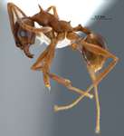 Pheidole quadricuspis Emery,1900 lateral