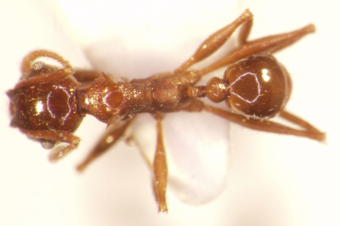 Pheidole quadricuspis Emery,1900 dorsal