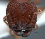 Pheidole quadricuspis Emery,1900 frontal