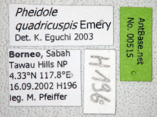 Pheidole quadricuspis Emery,1900 Label