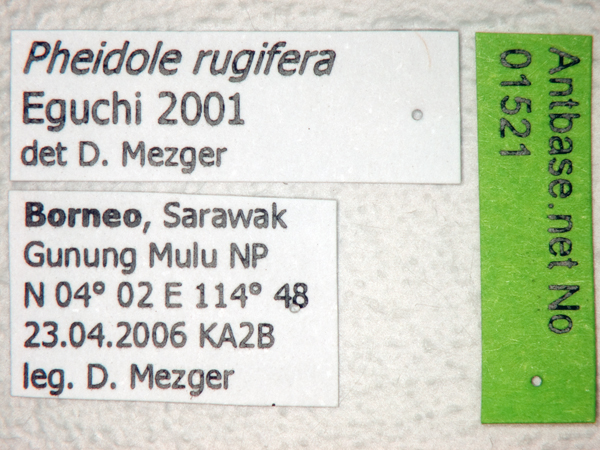 Pheidole rugifera Eguchi, 2001 Label