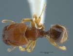 Pheidole rugifera Eguchi, 2001 dorsal