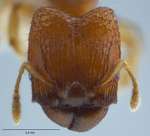 Pheidole rugifera Eguchi, 2001 frontal