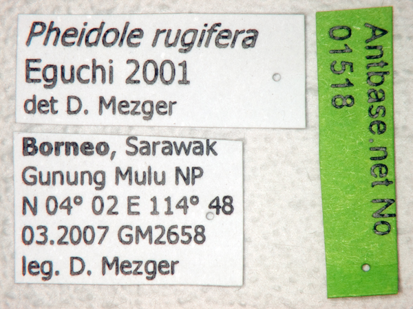 Pheidole rugifera Eguchi, 2001 Label