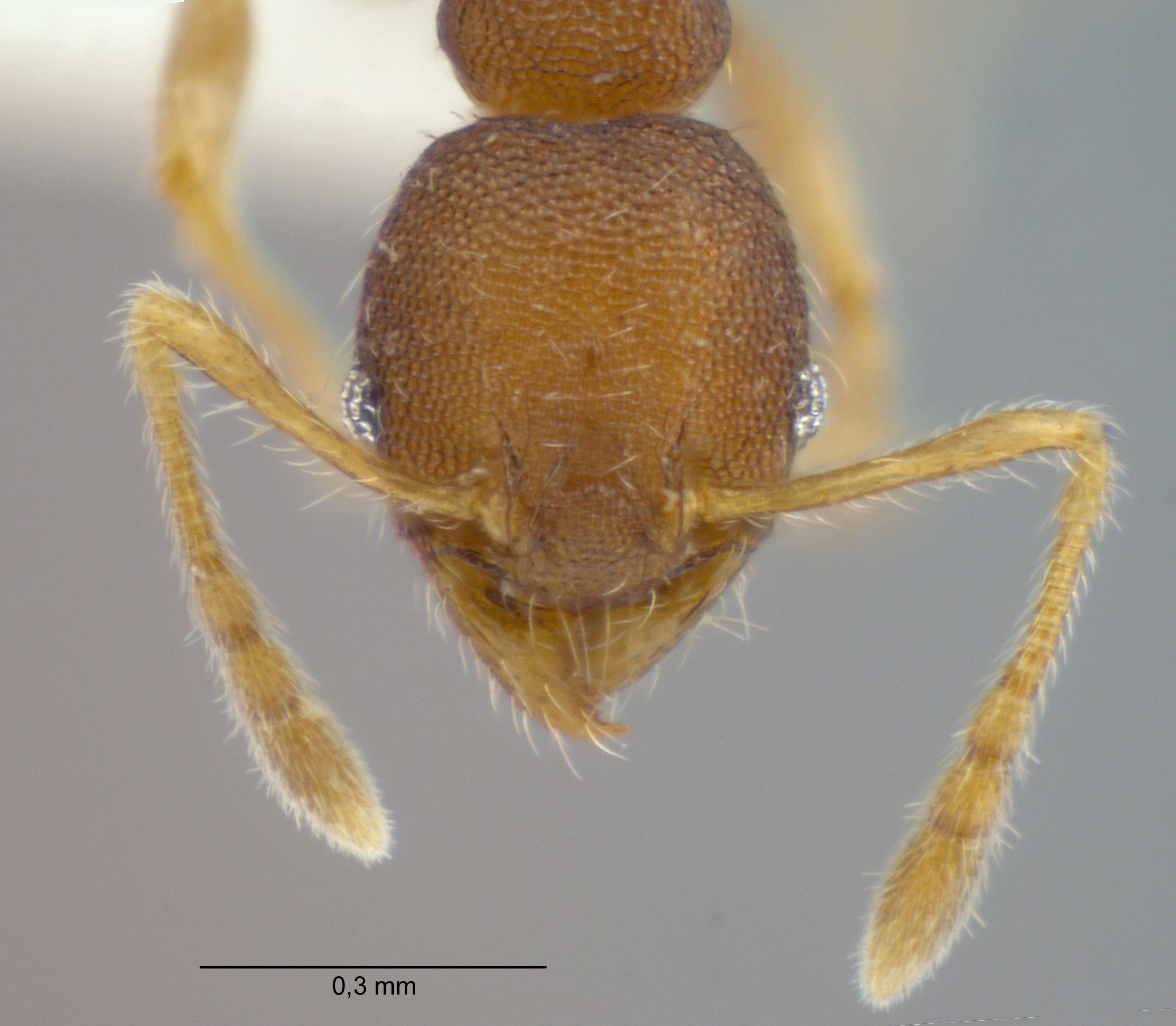 Pheidole rugifera Eguchi, 2001 frontal