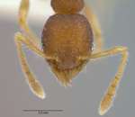 Pheidole rugifera Eguchi, 2001 frontal