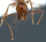 Pheidole sabahna Eguchi,2000 frontal