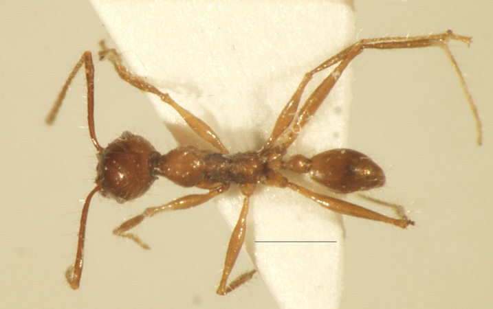 Pheidole sabahna Eguchi,2000 dorsal