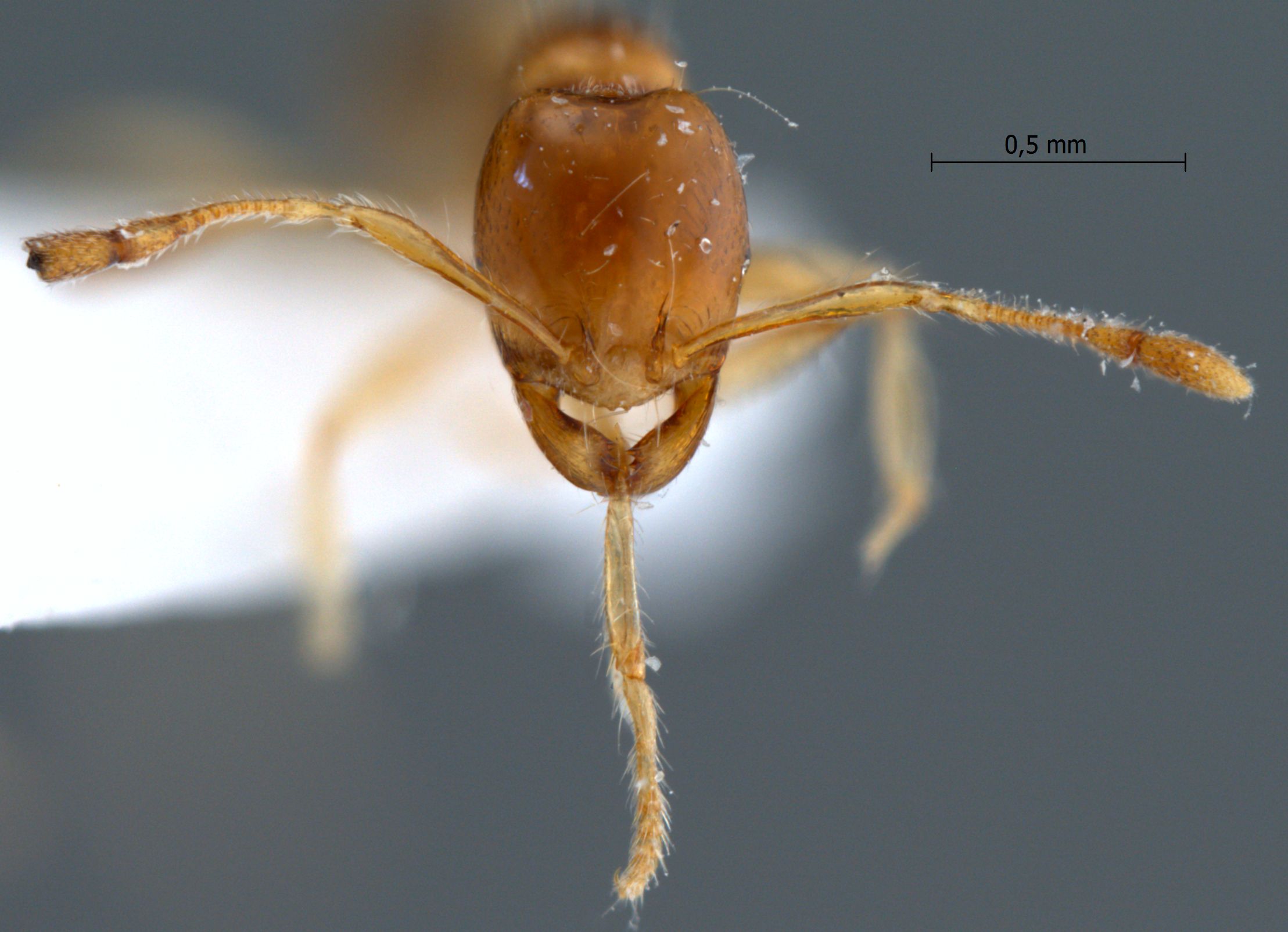 Pheidole sarawakana Forel,1911 frontal