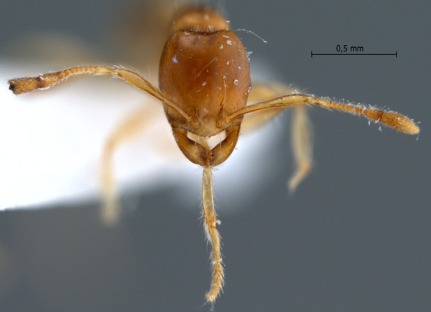 Pheidole sarawakana Forel,1911 frontal