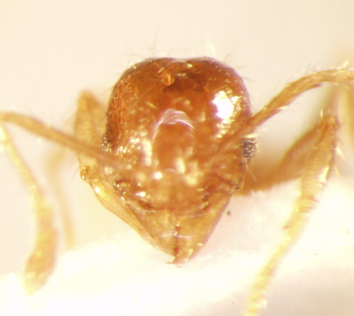 Pheidole sarawakana Forel,1911 frontal