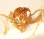 Pheidole sarawakana Forel,1911 frontal