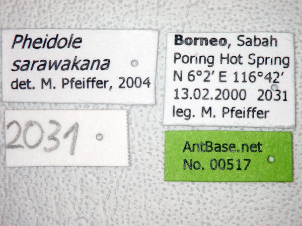 Pheidole sarawakana Forel,1911 Label