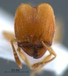 Pheidole sarawakana Forel,1911 frontal