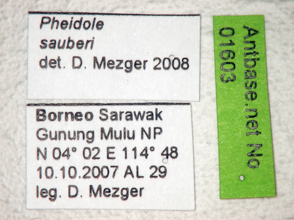 Pheidole sauberi Forel, 1905 Label