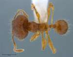 Pheidole sauberi Forel, 1905 dorsal