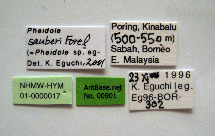 Pheidole sauberi Forel, 1905 Label