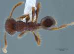 Pheidole sayapensis Eguchi, 2001 dorsal