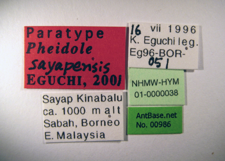 Pheidole sayapensis Eguchi, 2001 Label