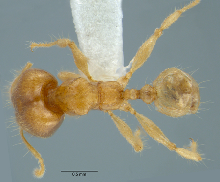 Pheidole schoedli Eguchi, Hashimoto & Malsch, 2006 dorsal