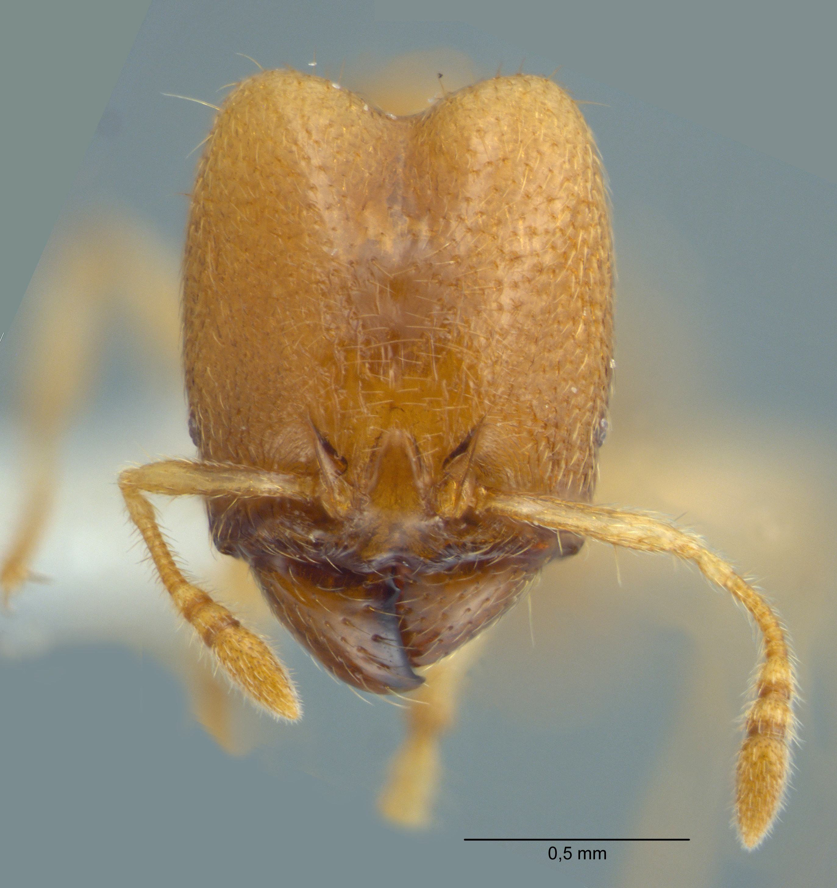 Pheidole schoedli Eguchi, Hashimoto & Malsch, 2006 frontal