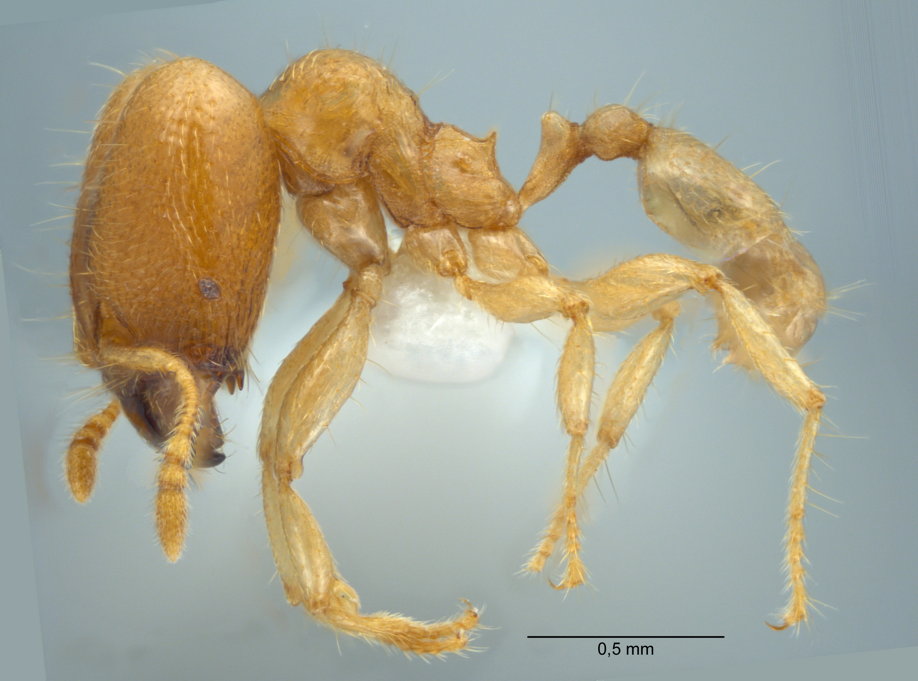 Pheidole schoedli Eguchi, Hashimoto & Malsch, 2006 lateral