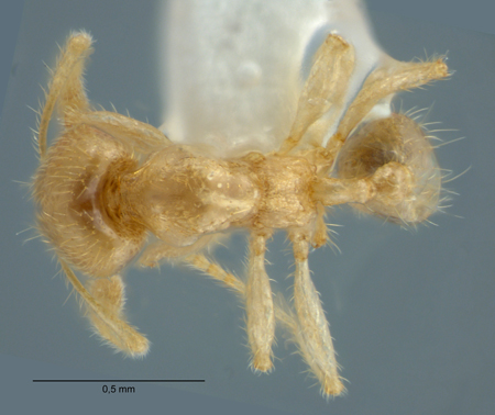 Pheidole schoedli Eguchi, Hashimoto & Malsch, 2006 dorsal