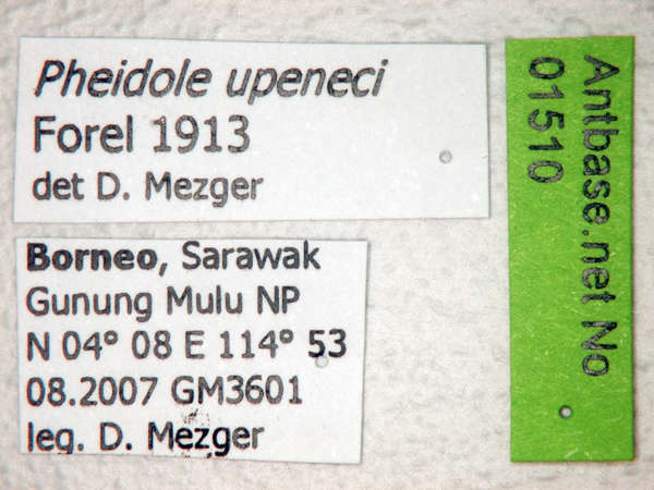 Pheidole upeneci Forel, 1913 Label