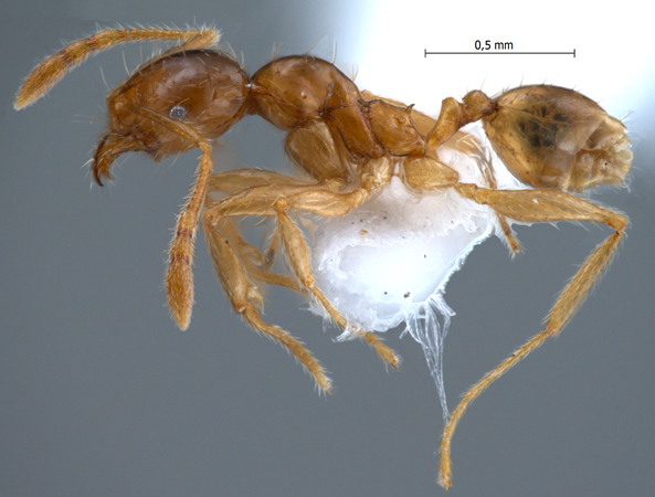 Pheidole upeneci Forel, 1913 lateral