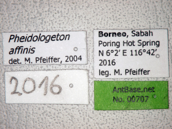 Pheidologeton affinis Jerdon,1851 Label