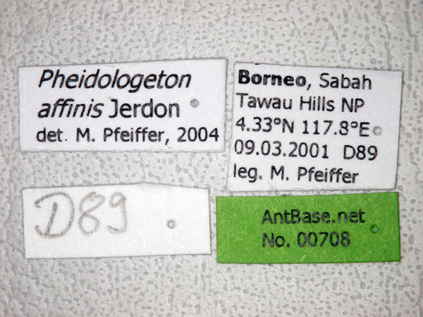 Pheidologeton affinis Jerdon,1851 Label