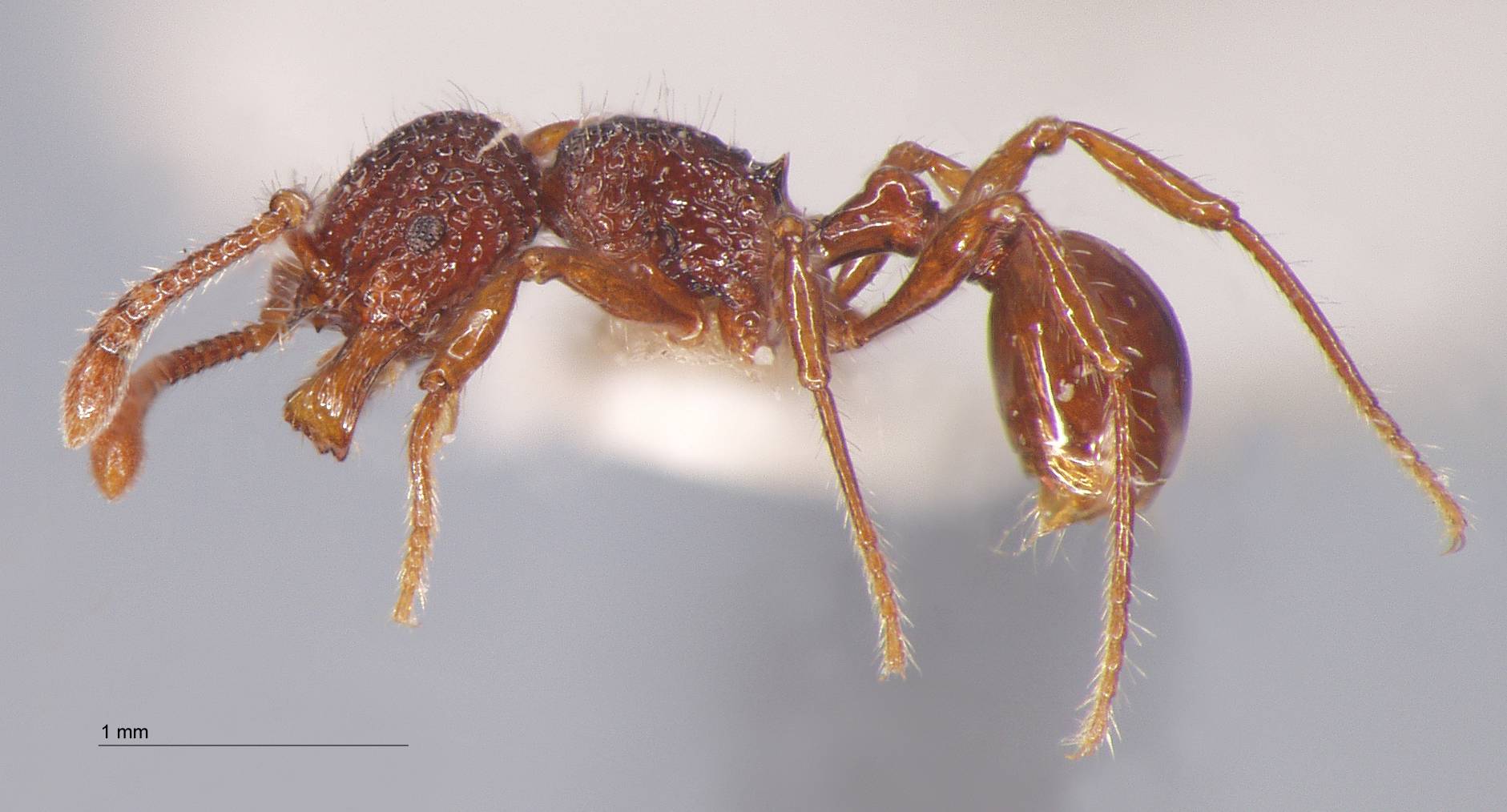 Pristomyrmex brevispinosus Emery, 1887 lateral