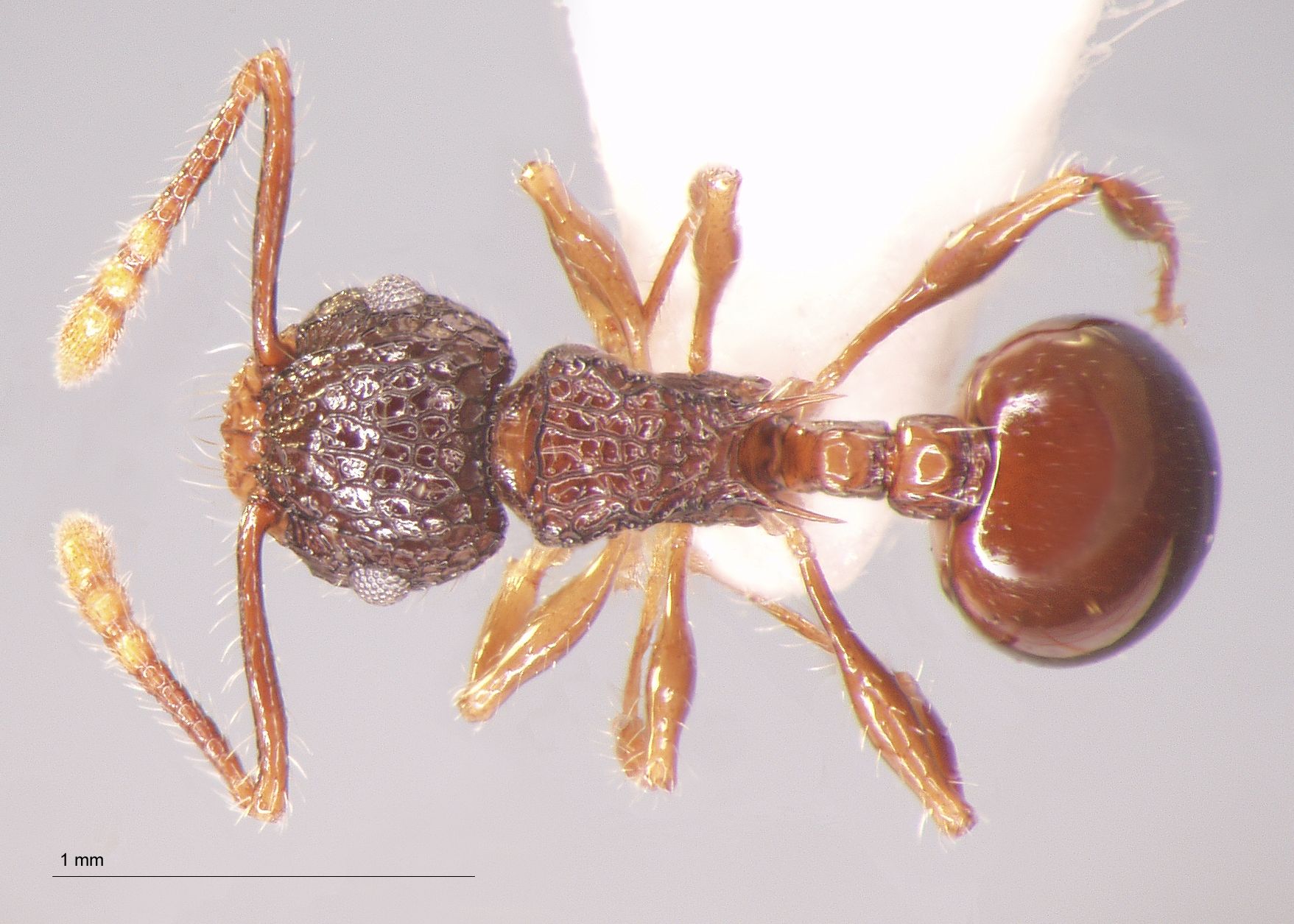 Pristomyrmex punctatus Smith, 1860 dorsal