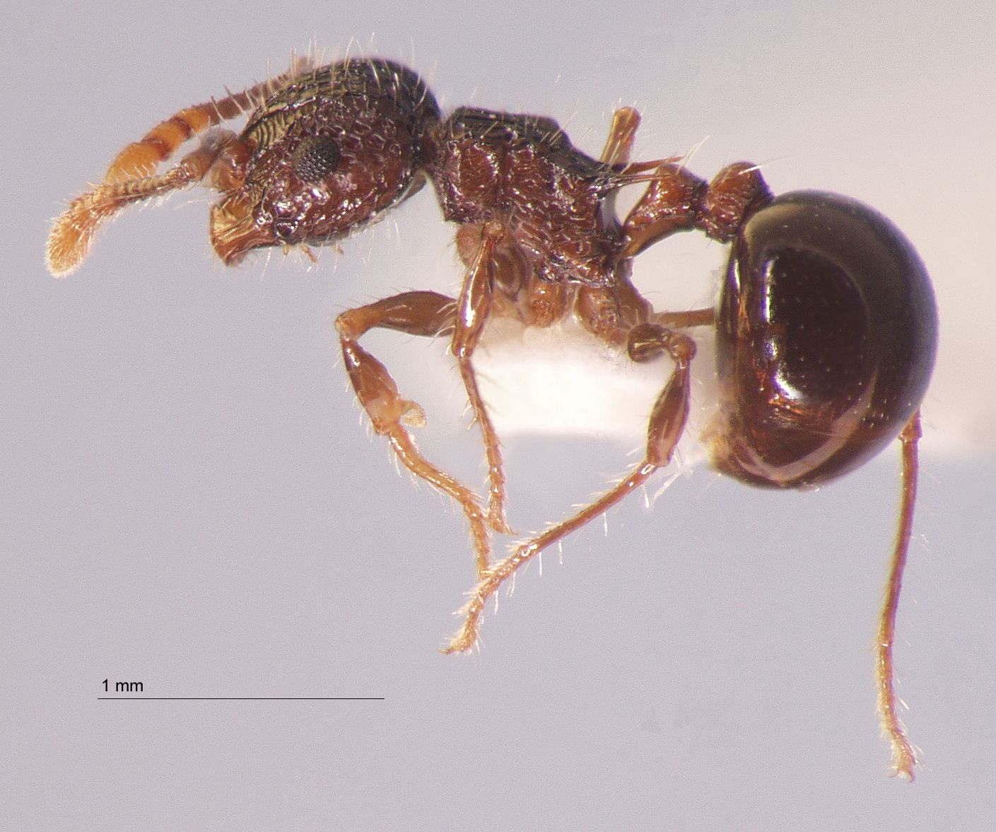 Pristomyrmex punctatus Smith, 1860 lateral