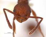 Pristomyrmex trachylissus Smith,1858 frontal