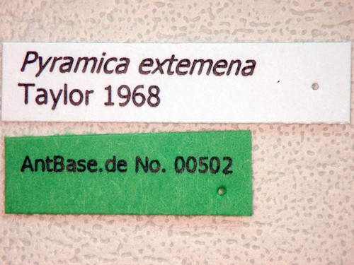 Pyramica extemena Taylor, 1968 Label