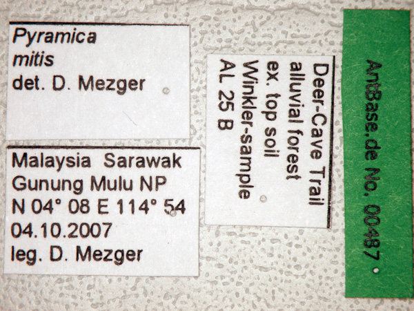 Pyramica mitis Brown, 2000 Label