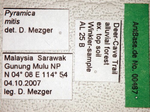 Pyramica mitis Brown, 2000 Label